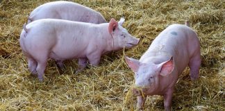 Trwa wypłata nadzwyczajnej pomocy dostosowawczej