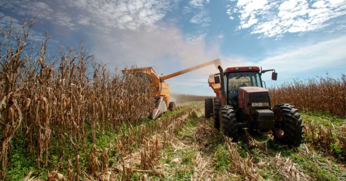 Spadają prognozy światowych zbiorów i zapasów kukurydzy