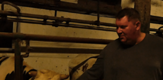 Rolnik sprzedał krowę