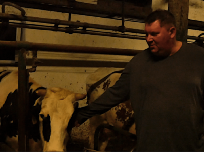 Rolnik sprzedał krowę