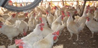 GIW: Przyczyną niezgodności w paszach nie były tłuszcze z podmiotu Berg + Schmidt