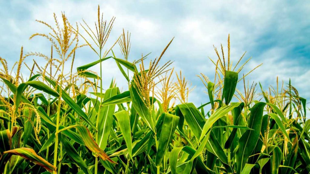 33 nowe odmiany kukurydzy w Krajowym Rejestrze