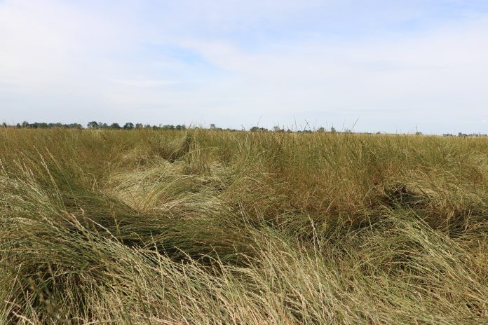 wylegnieta-trawa-wyznacznik-wysokiego-plonu Wylegnięta trawa jest pożądanym zjawiskiem w reprodukcji traw nasiennych.