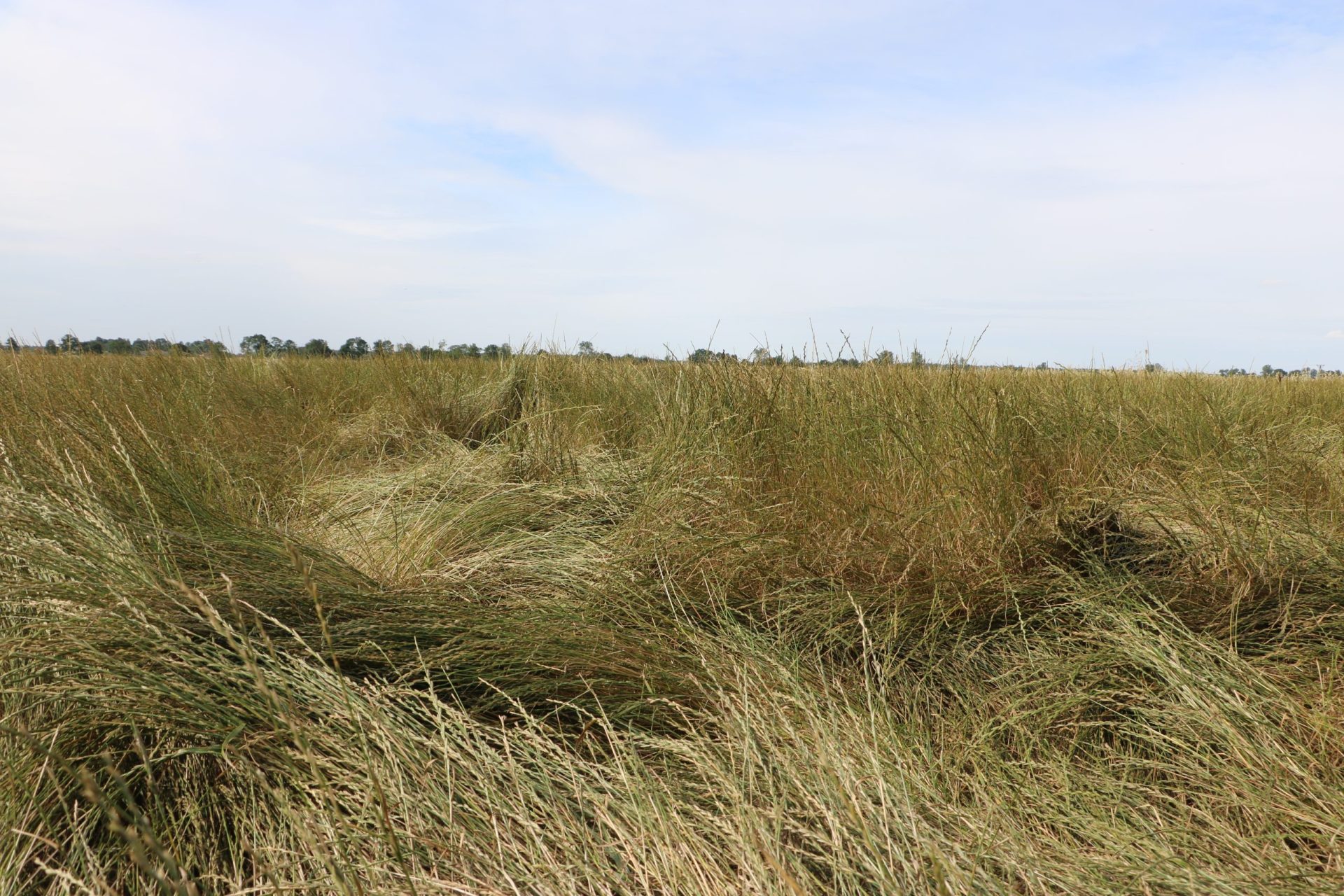 Koniec z „prowizorką” w szacowaniu strat? Satelity mają prześwietlić wyschnięte użytki zielone