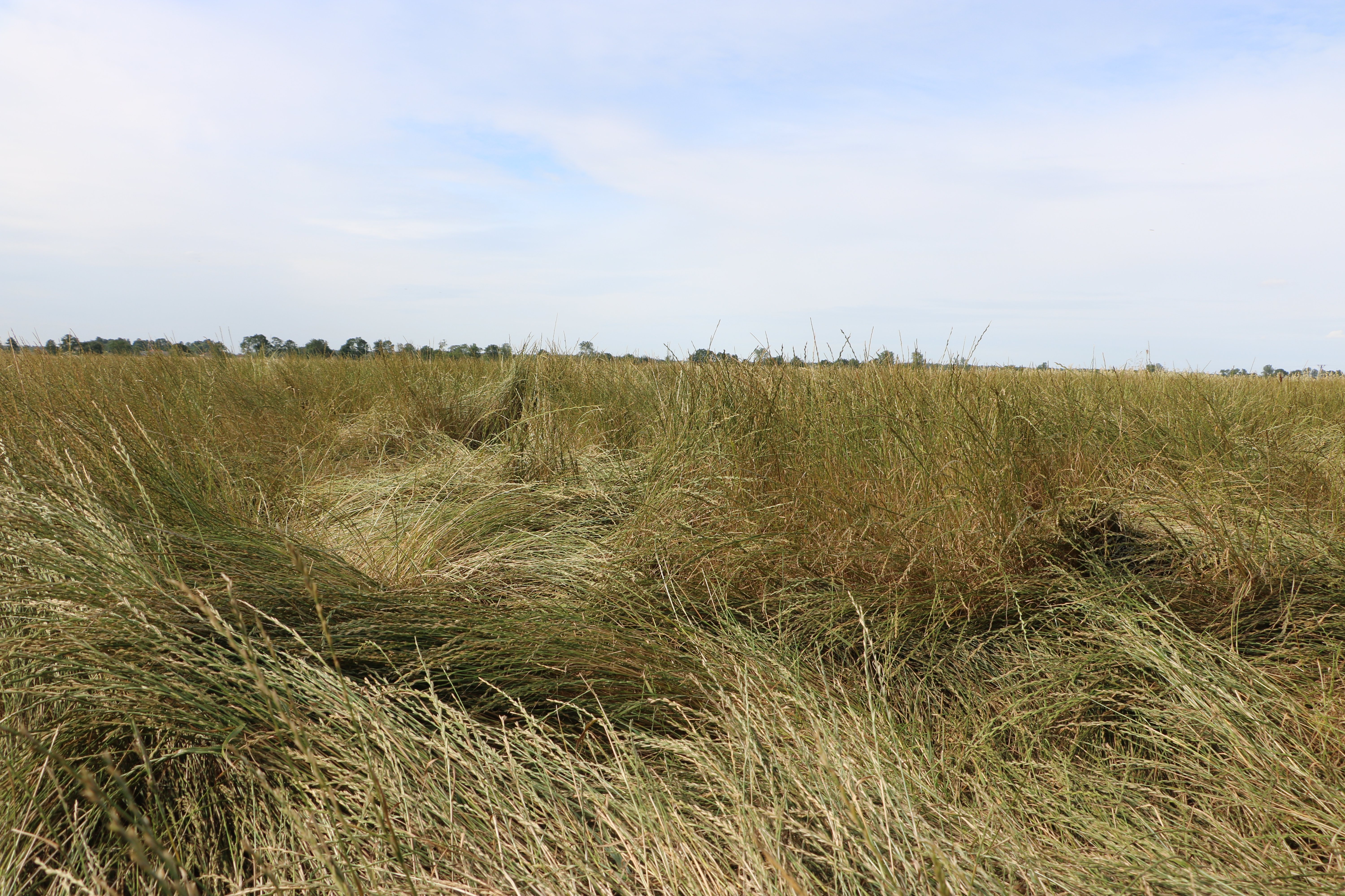 Koniec z „prowizorką” w szacowaniu strat? Satelity mają prześwietlić wyschnięte użytki zielone