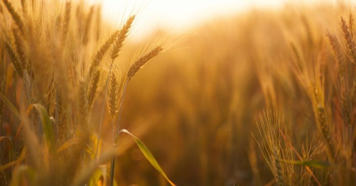 Kontrakty na pszenicę i rzepak były liderami wzrostów w ostatnim tygodniu września
