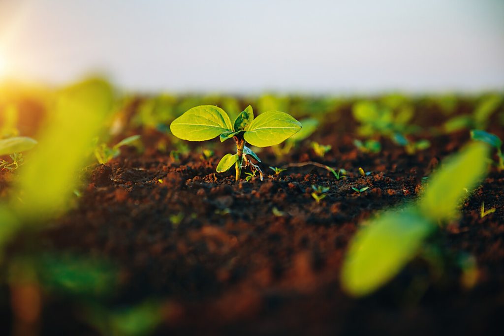 Jakie korzyści niesie za sobą zrównoważone zarządzanie glebą?