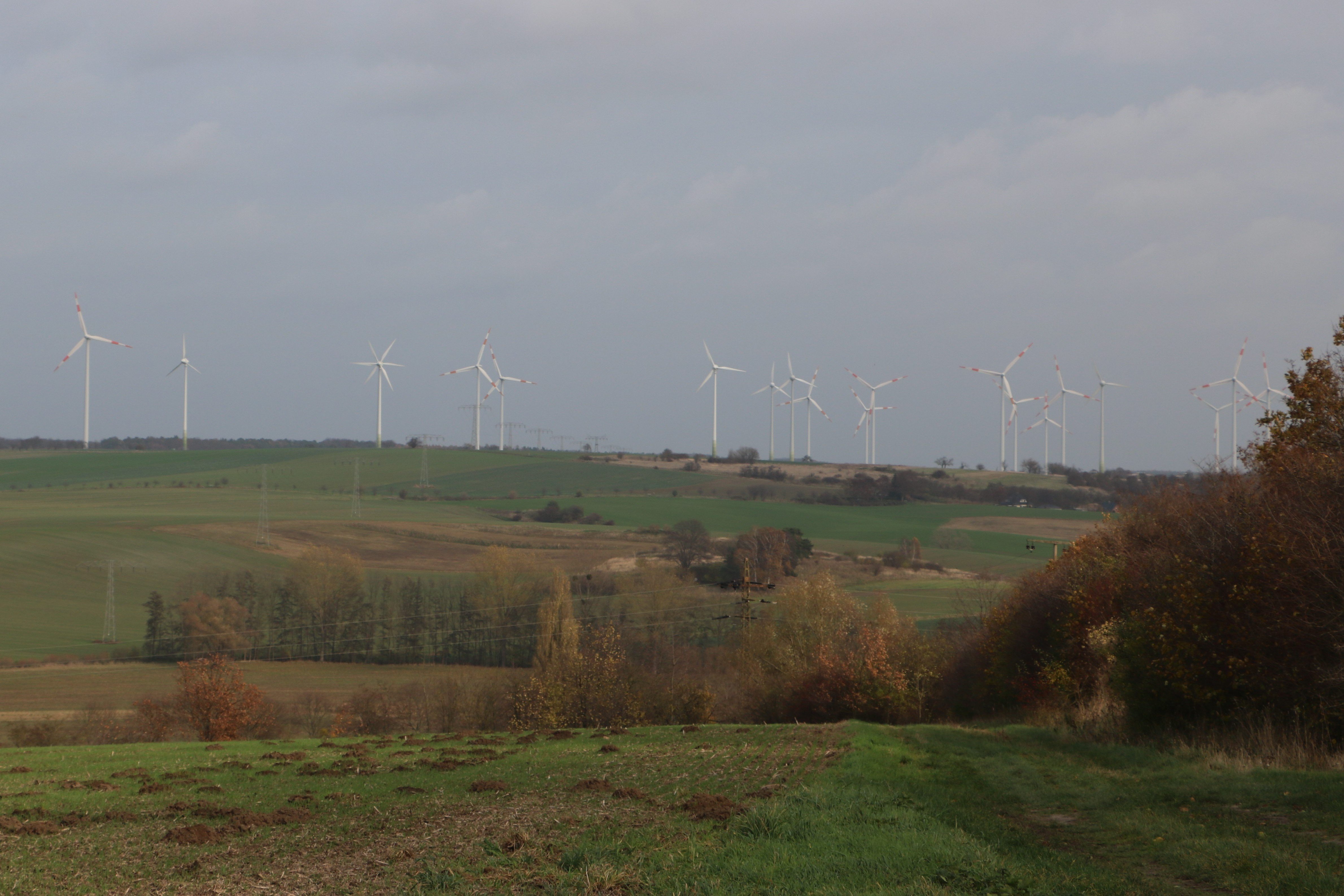 Dopłaty do zadrzewień śródpolnych 2025 – niedługo rusza nabór wniosków do ARiMR