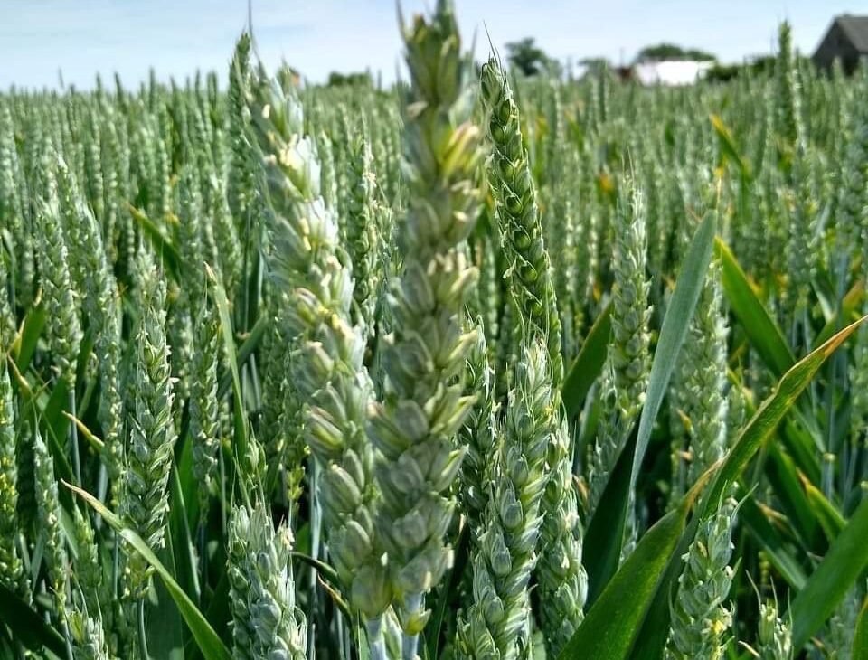 Pszenica jara pod lupą – odmiany, plonowanie i znaczenie w uprawie