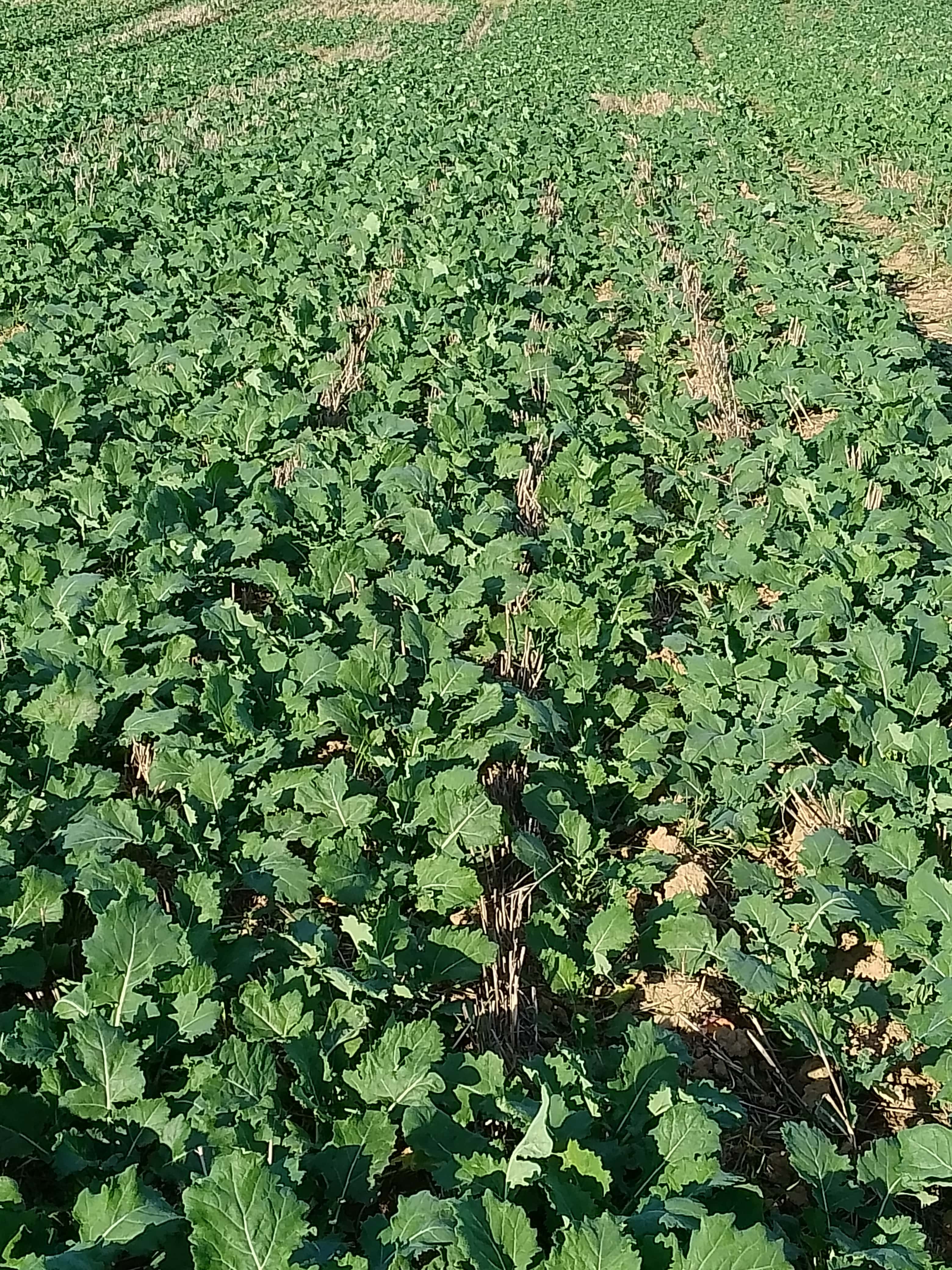 Strip-till, czyli uprawa pasowa. Czy warto?