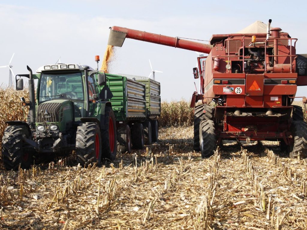 Ceny rzepaku i kukurydzy w dalszym ciągu utrzymują się na dramatycznie niskim poziomie [CENY W SKUPACH] 