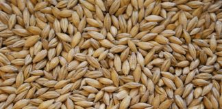 ceny jęczmienia rosną
