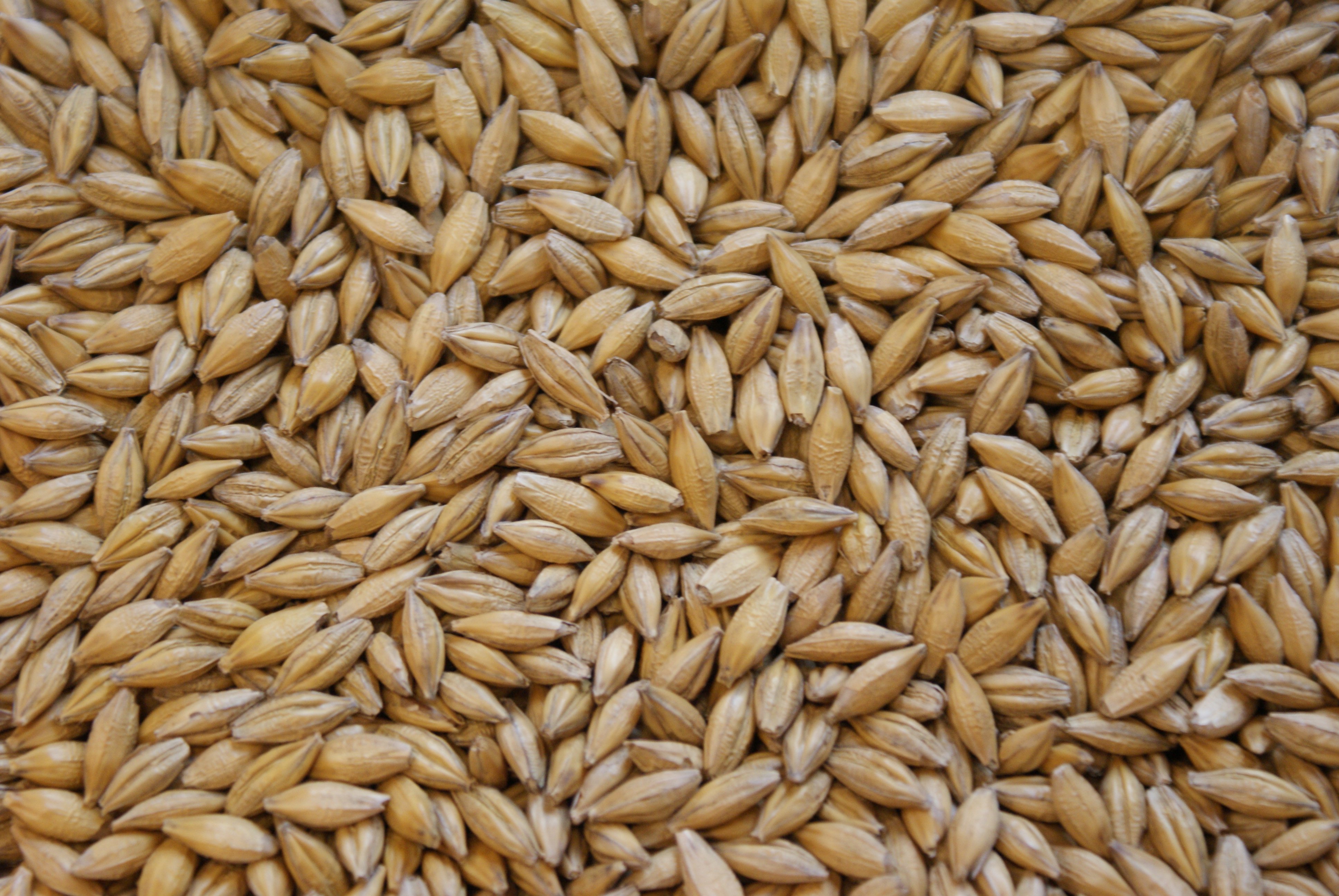 Jęczmień jary – jaką odmianę wybrać?