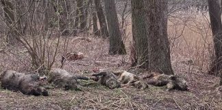 Sabotaż w trzodziarskim zagłębiu? Zakażony ASF dzik podrzucony pod Piotrkowem. „To nie był przypadek”