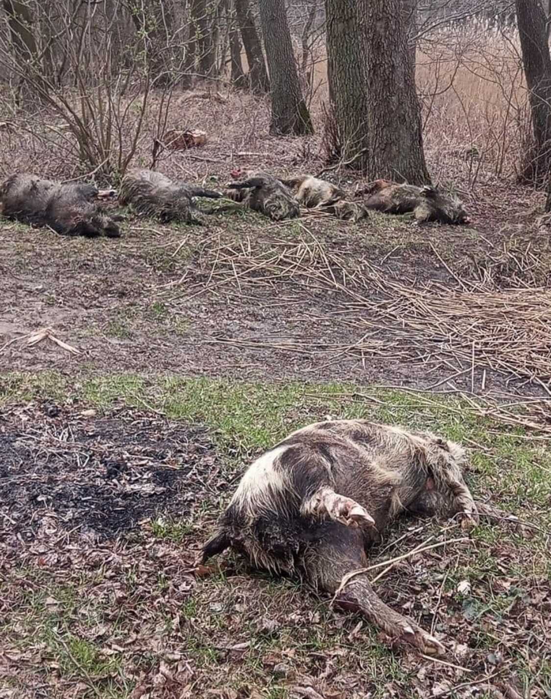 Sabotaż w trzodziarskim zagłębiu? Zakażony ASF dzik podrzucony pod Piotrkowem. „To nie był przypadek”