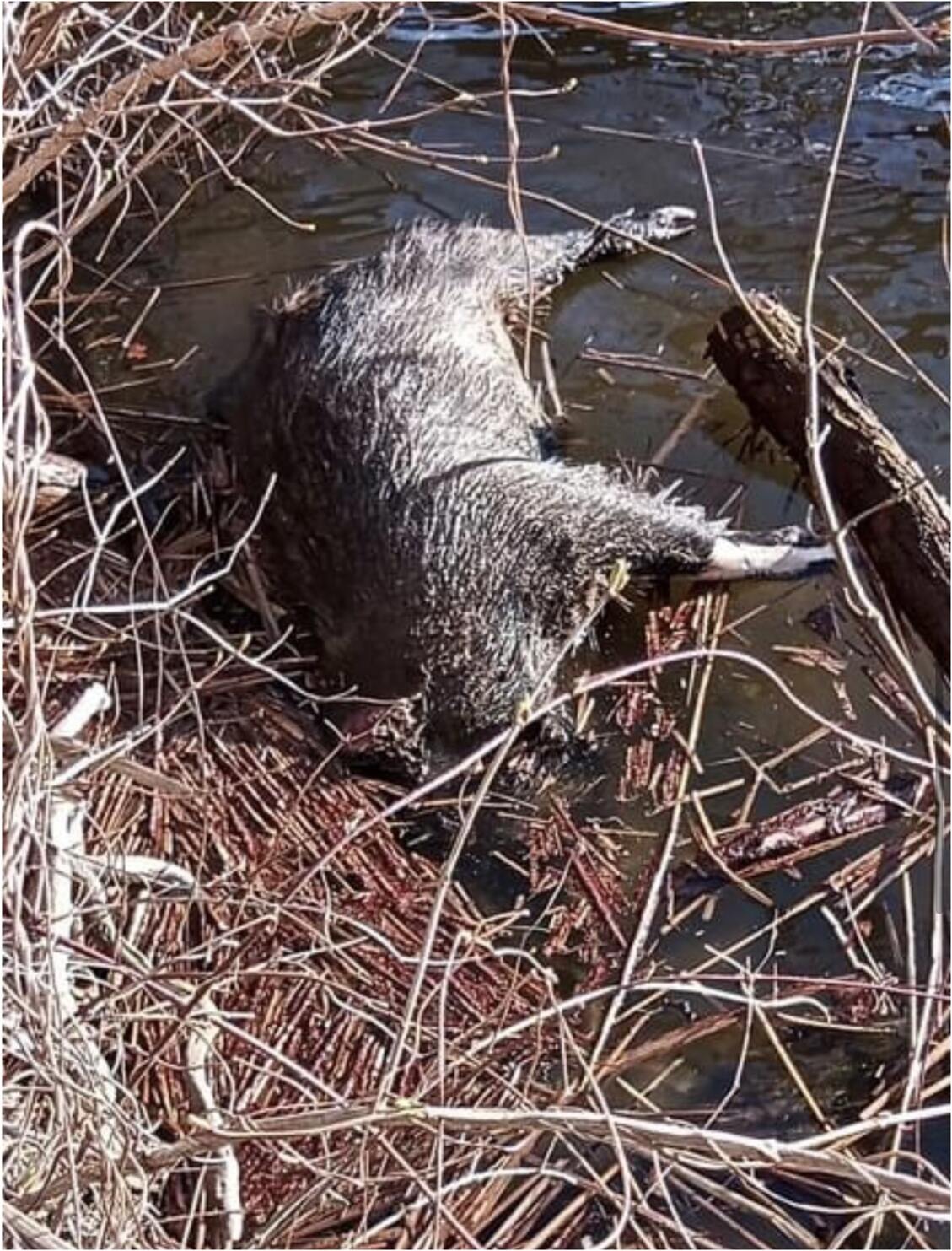 ASF Piotrków: kolejne martwe dziki i rosnące podejrzenia o dywersję. Minister apeluje o nadzwyczajne środki ostrożności