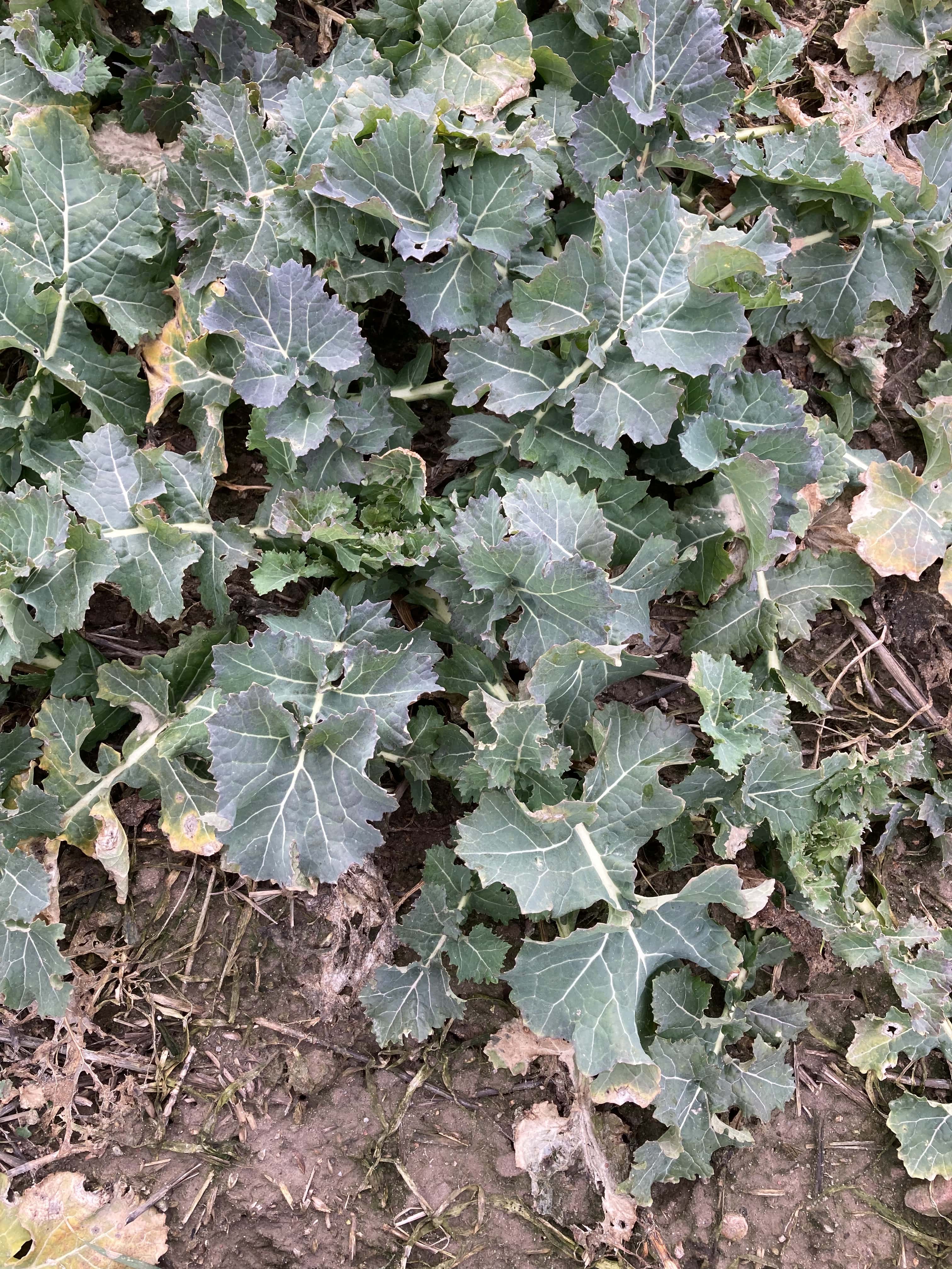 Wymarzł rzepak lub zboża? Przesiewy, które uratują plon