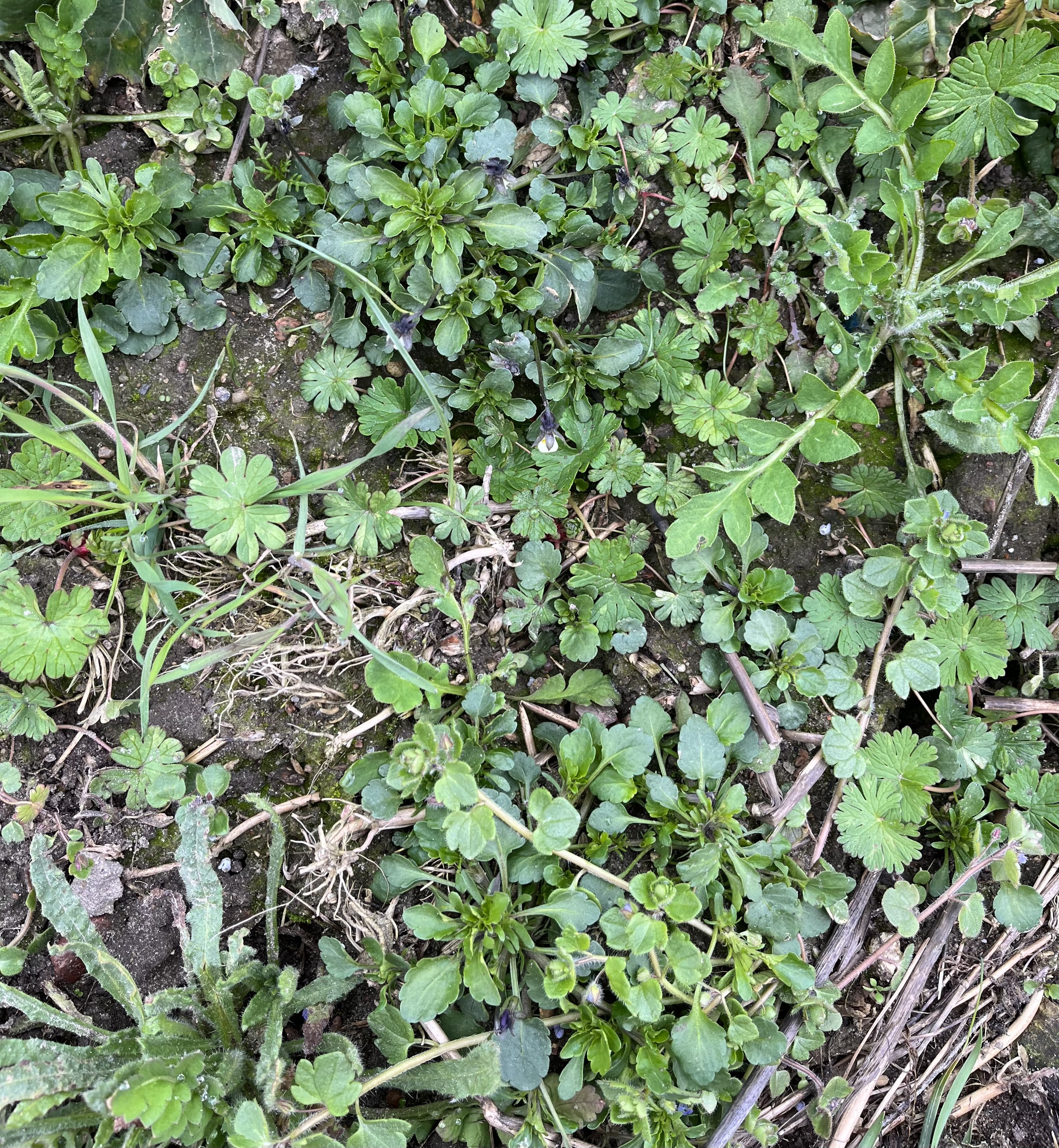 Wiosenne odchwaszczanie zbóż ozimych