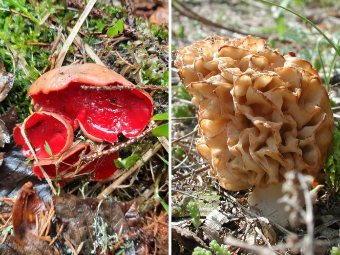 Smardze i czarka austriacka - te grzyby można zbierać wczesną wiosną