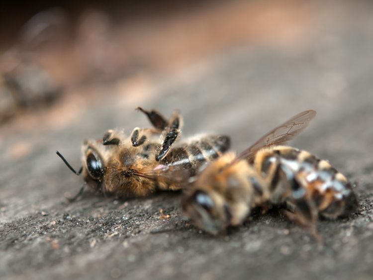 Tysiące pszczół znalezionych martwych pod Pleszewem. Padły ofiarą oprysków?