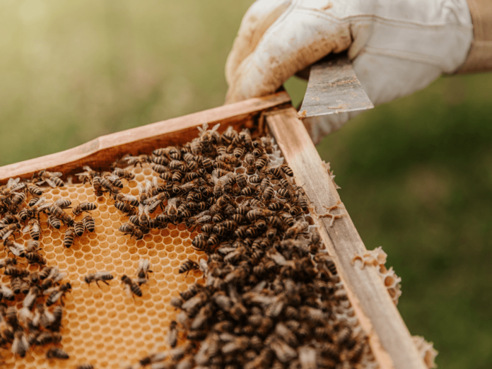 Hodowla pszczół dla początkujących