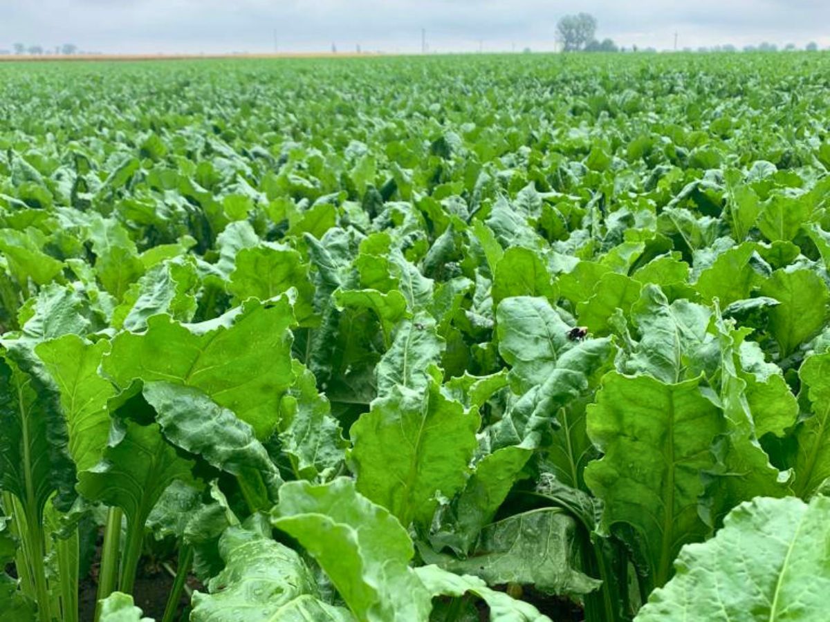 Fungicyd Queen™ tymczasowo dopuszczony do stosowania w ochronie buraka cukrowego przed chwościkiem buraka w Polsce