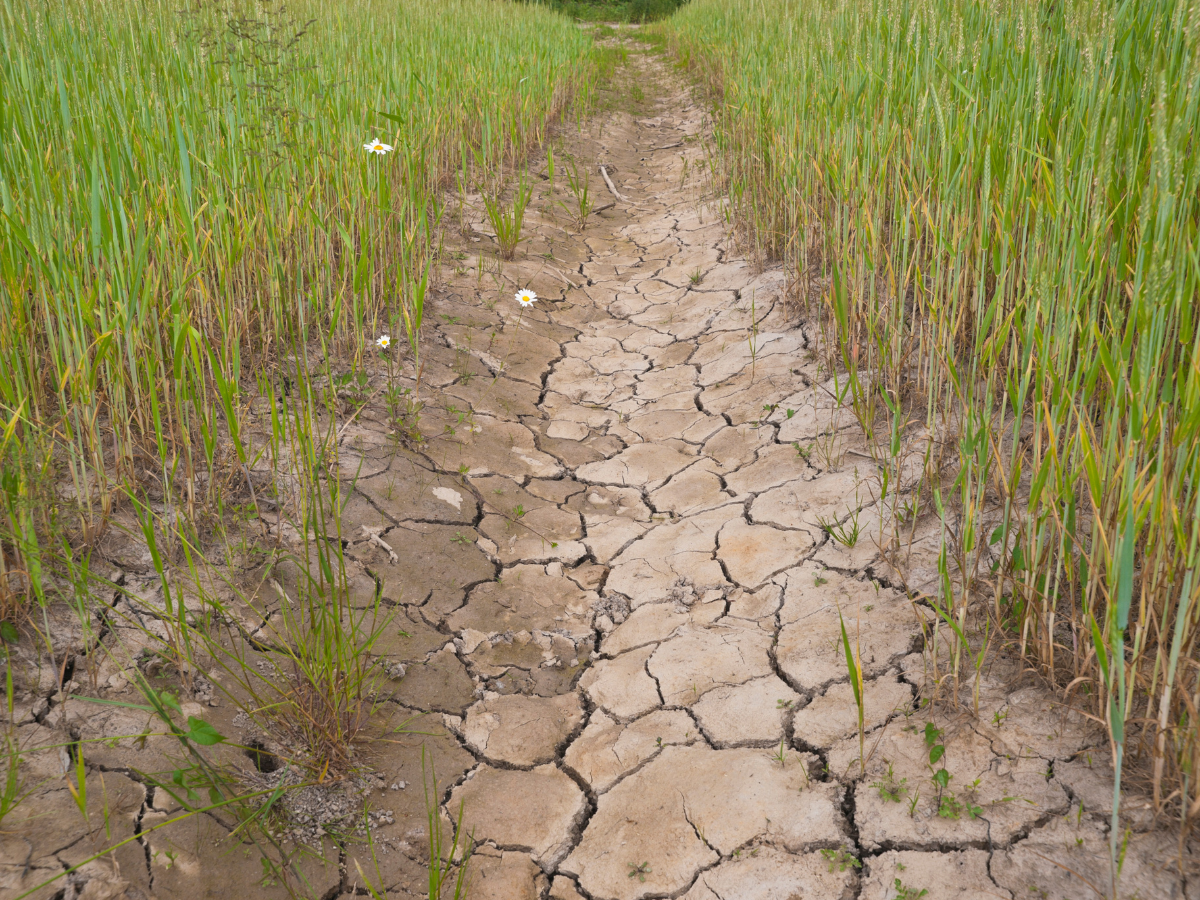 Gorąca, sucha pogoda zagraża produkcji pszenicy w Chinach