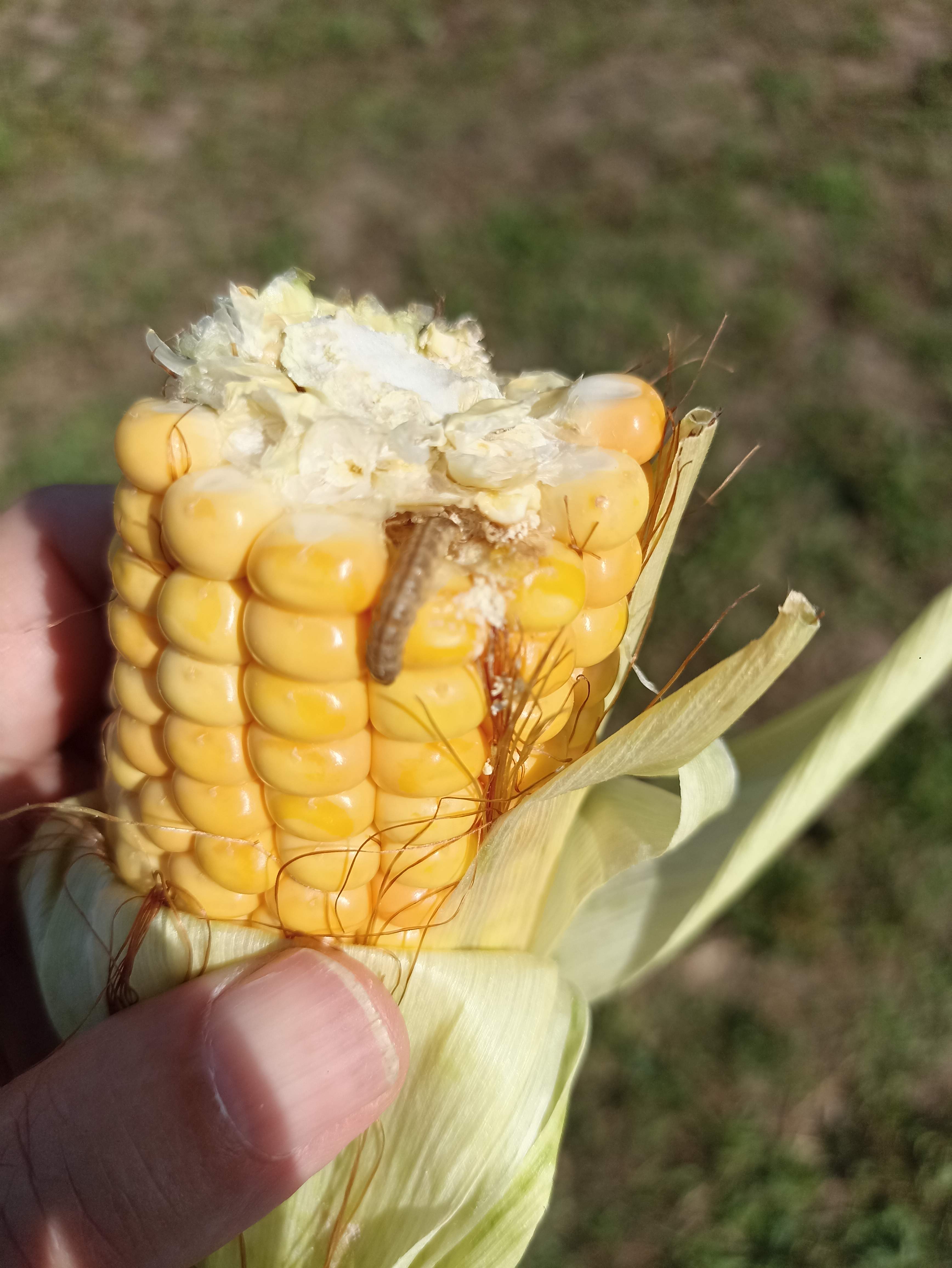 Omacnica prosowianka – coraz bardziej groźna