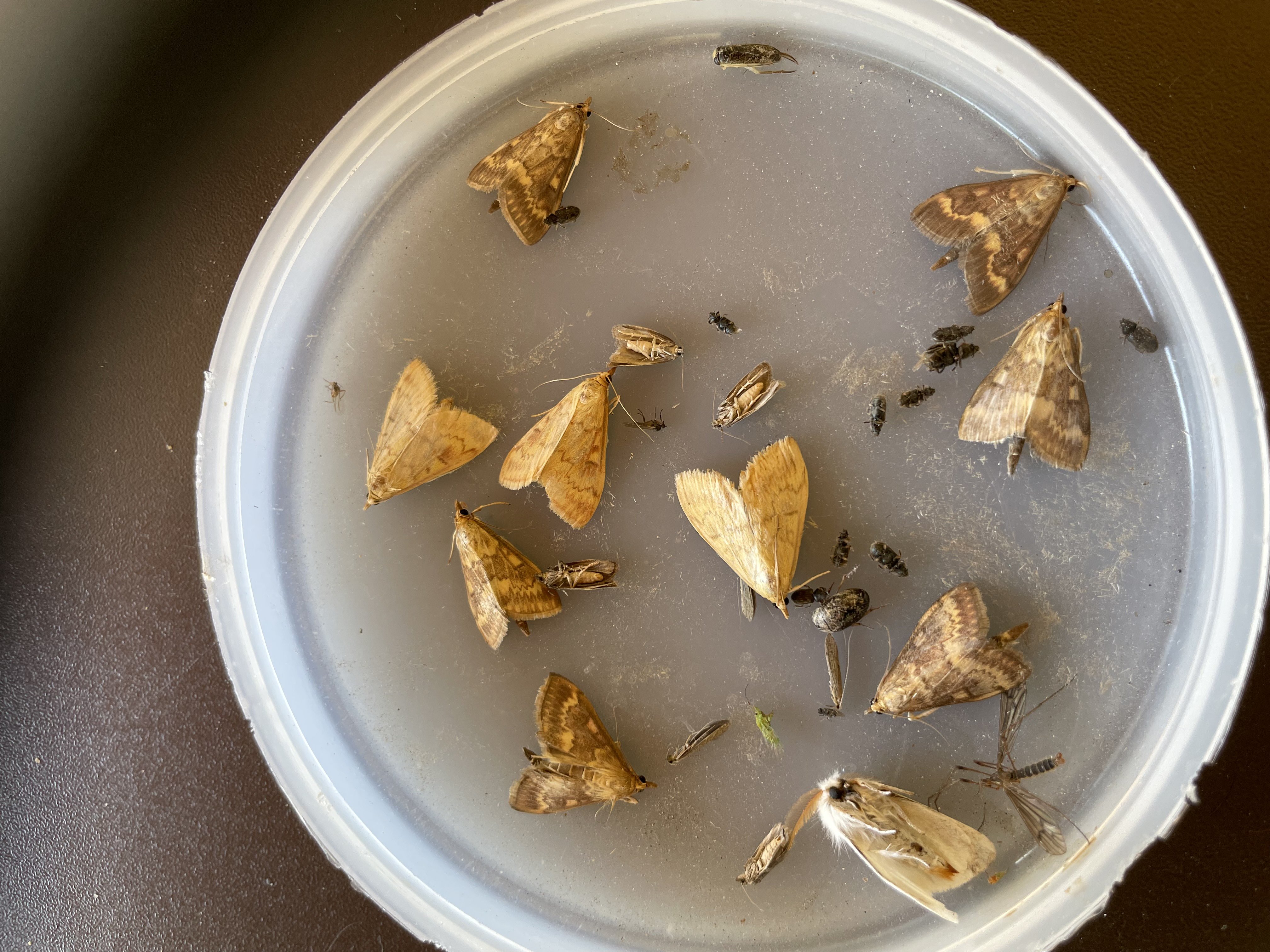 Kruszynek w walce z omacnicą prosowianką 