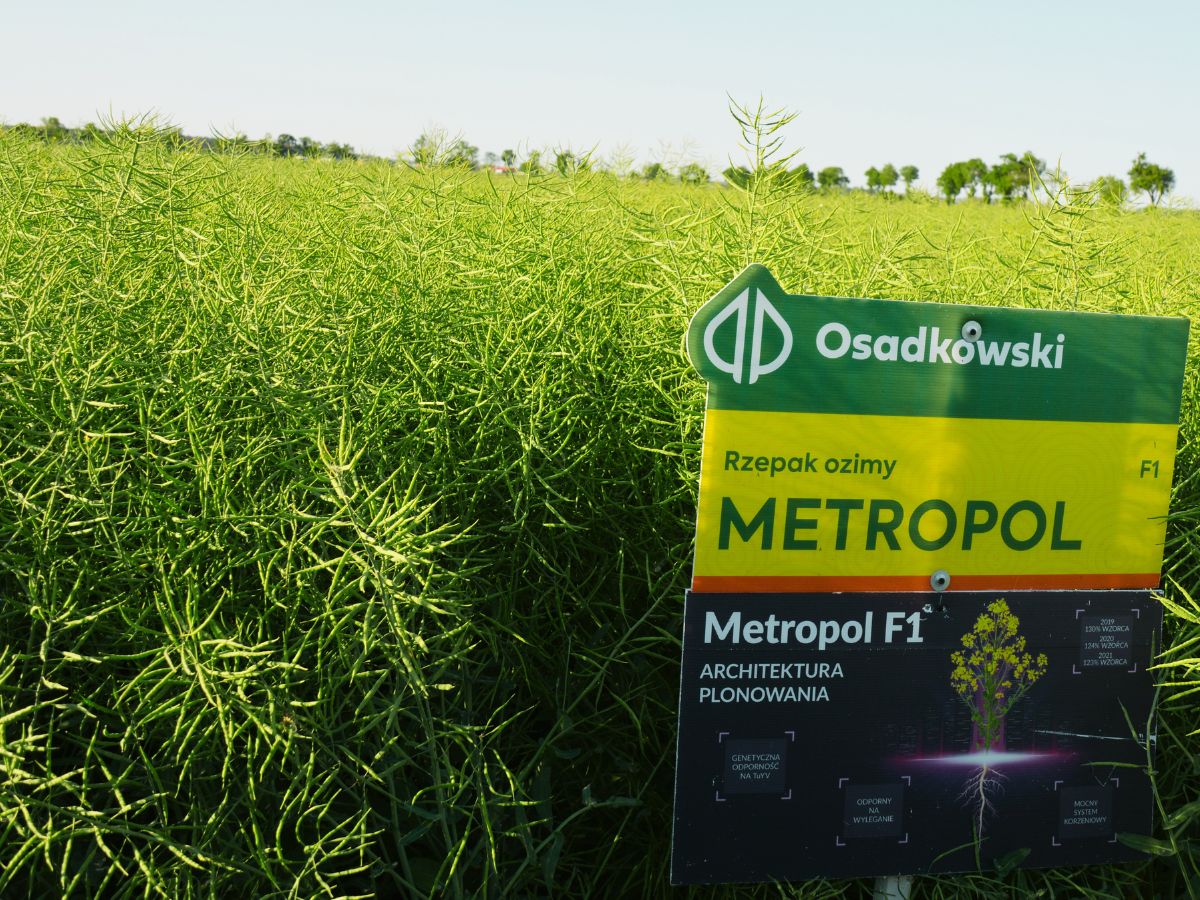Nasiona rzepaku – wybierz dobrze