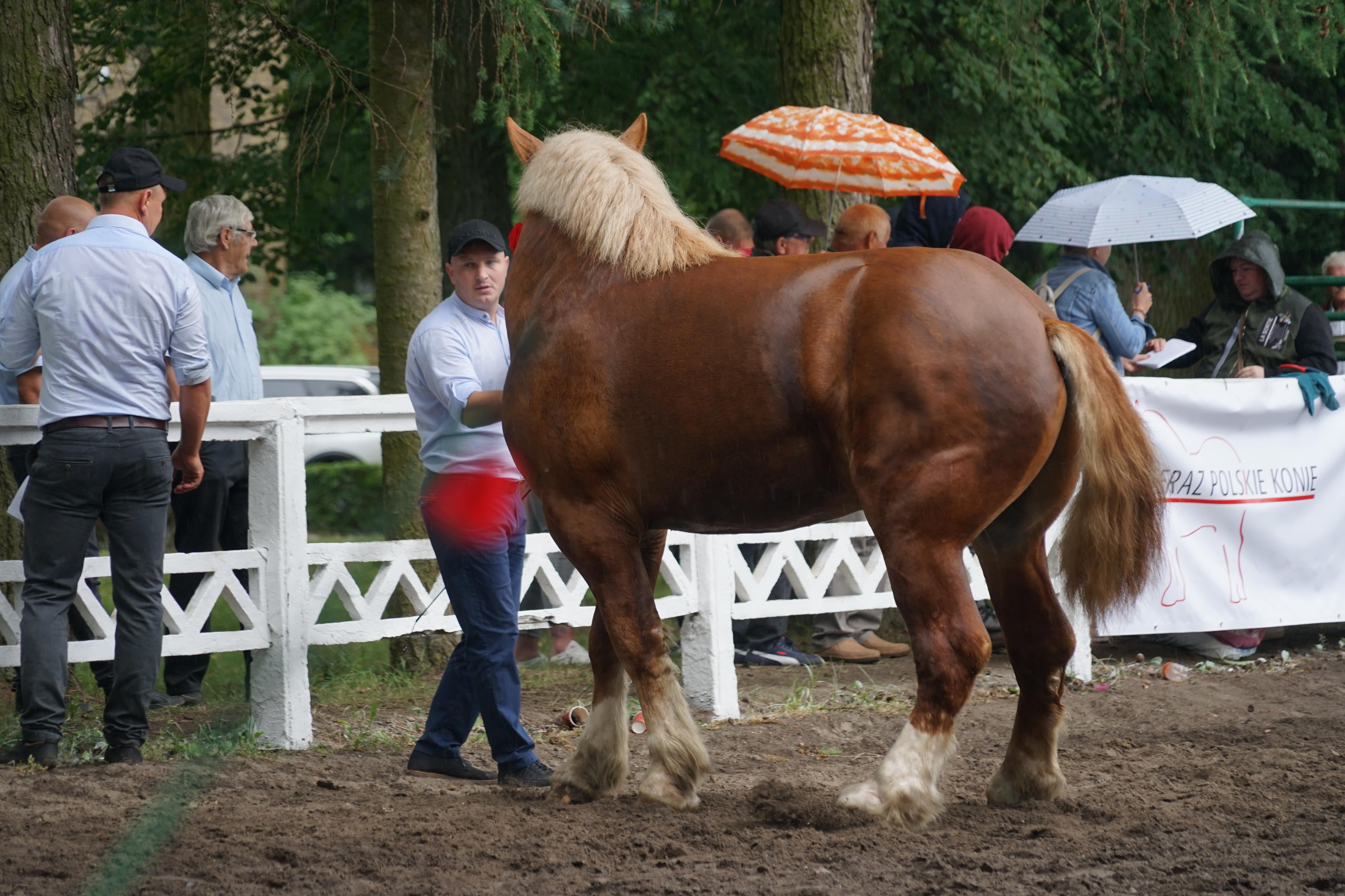 XXI Ogólnopolski Czempionat Koni Zimnokrwistych w Kętrzynie. Tu pokazały się najlepsze konie z całej Polski!