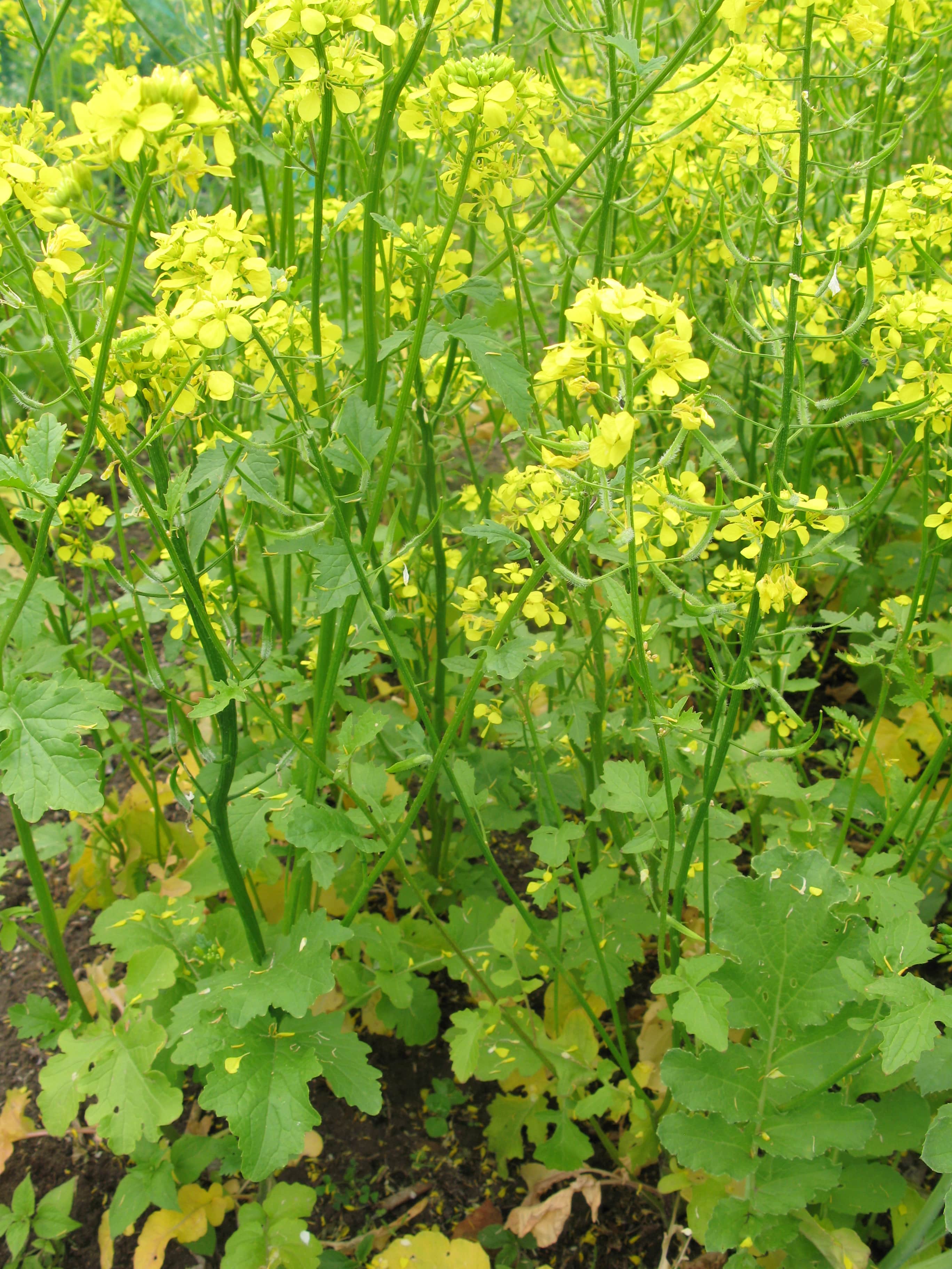 Międzyplony na paszę. Jak uzupełnić bazę paszową w gospodarstwie?