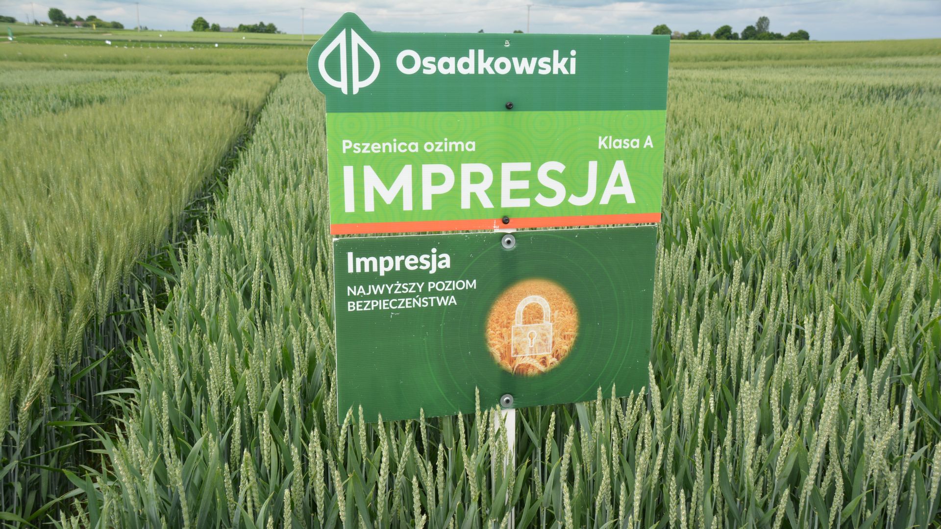 Jesień w zbożach ozimych z firmą Osadkowski, czyli 3 sposoby na to, by wschodziły i rozwijały się z przewagą daną już na starcie
