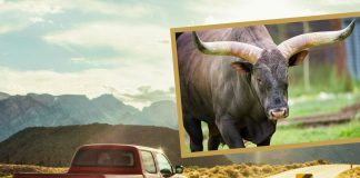 Nebraska: Przewoził ogromnego byka Watusi na przednim siedzeniu
