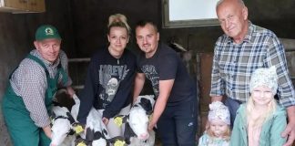 Niecodzienne wydarzenie w gospodarstwie – krowa urodziła trojaczki!