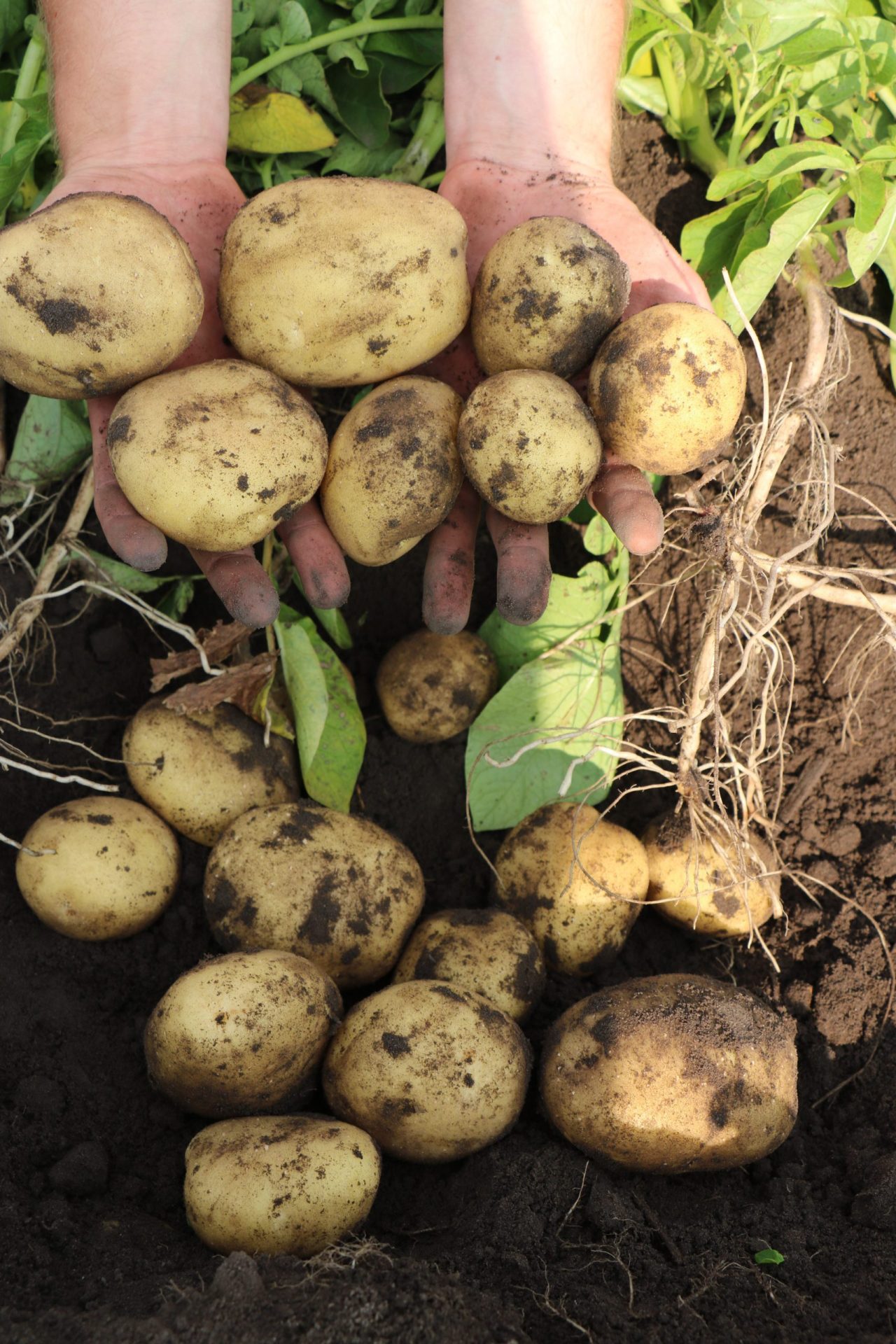 Uprawa ziemniaków jest wymagająca - bulwy