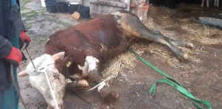 Dramatyczny poranek w pow. hrubieszowskim. Byk wpadł do szamba!