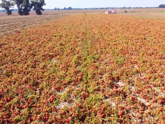 Uprawa pomidorów gruntowych na Opolszczyźnie
