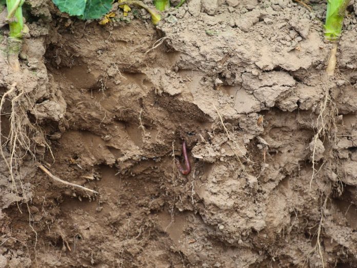 Jak poprawić żyzność gleby?