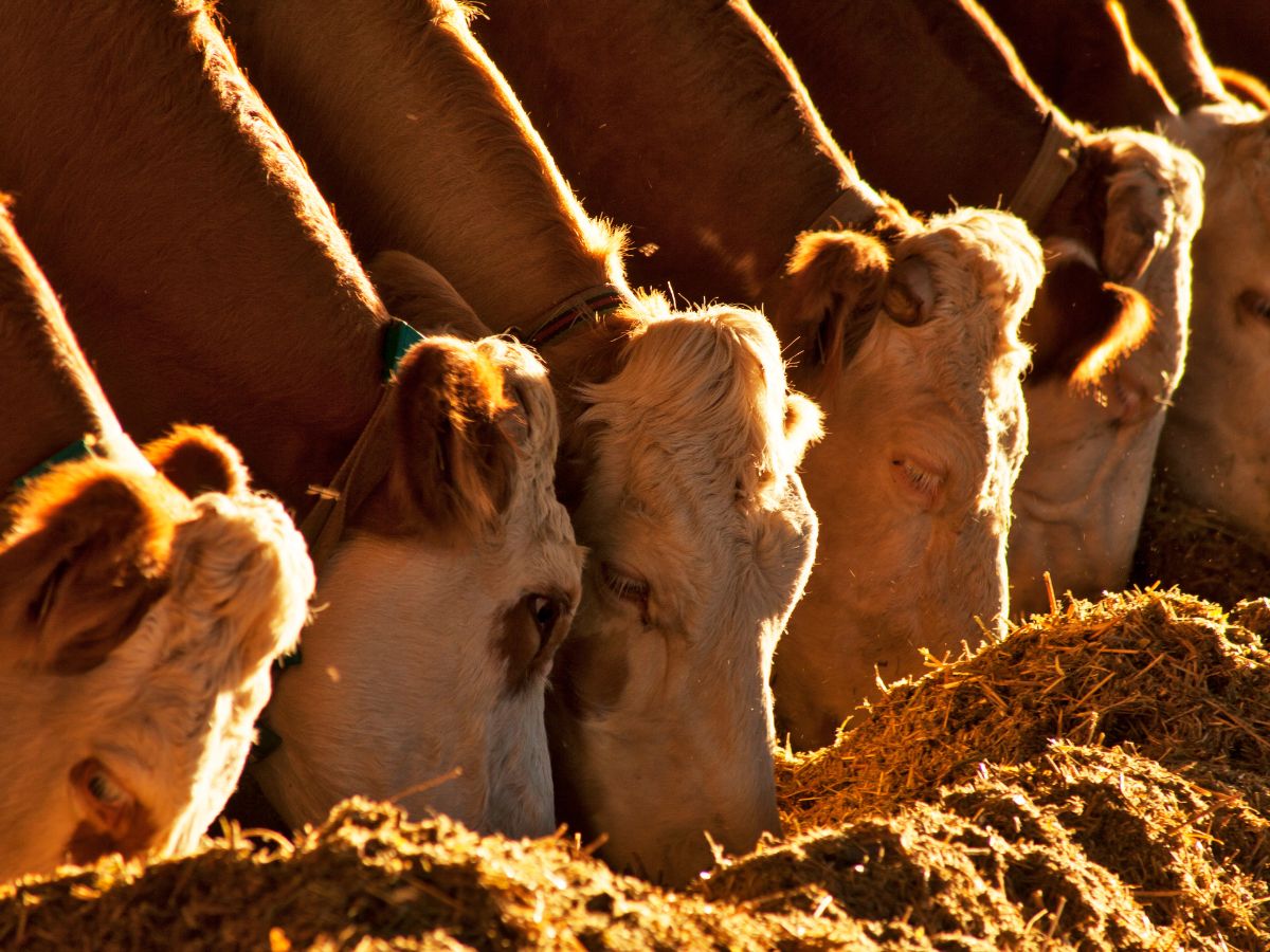 Prognozy: Ile wyniosą ceny bydła 2026 i 2027?