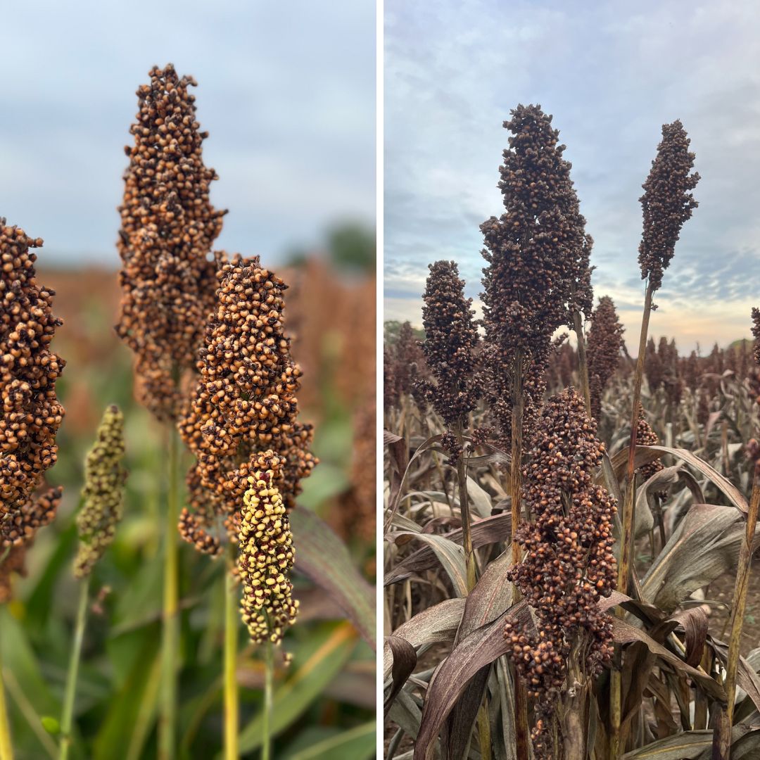 Uprawiają sorgo i wykorzystują je w żywieniu trzody chlewnej