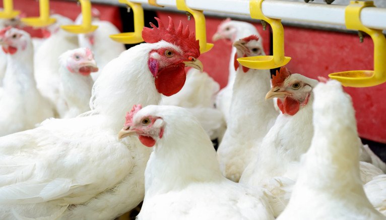 Rabobank: Światowa produkcja drobiu 2026 zwolni po latach dynamicznych wzrostów