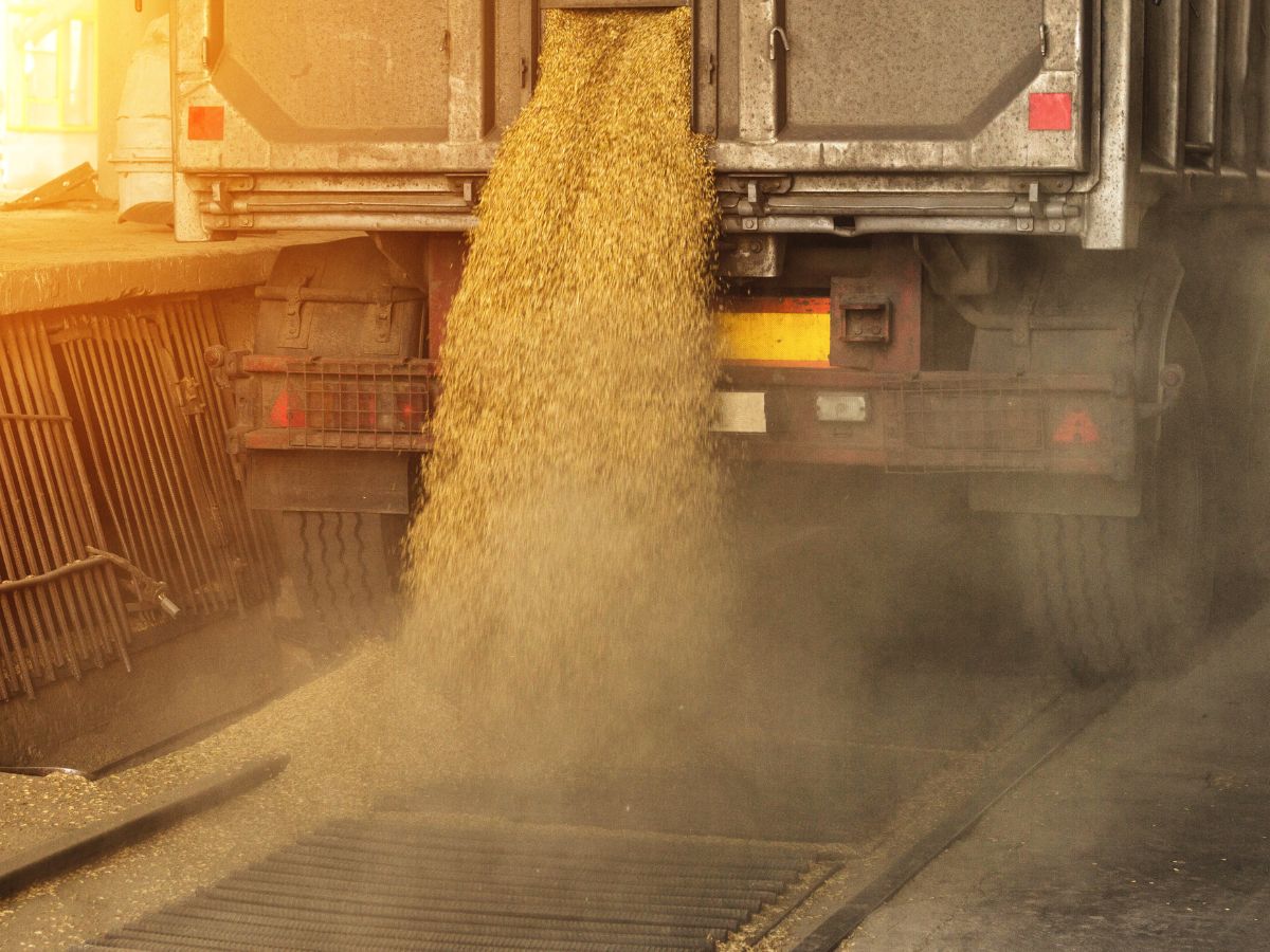 Zboże poniżej kosztów! KRIR chce dopłat, ale rząd mówi: Tylko pomoc de minimis i kredyty BGK