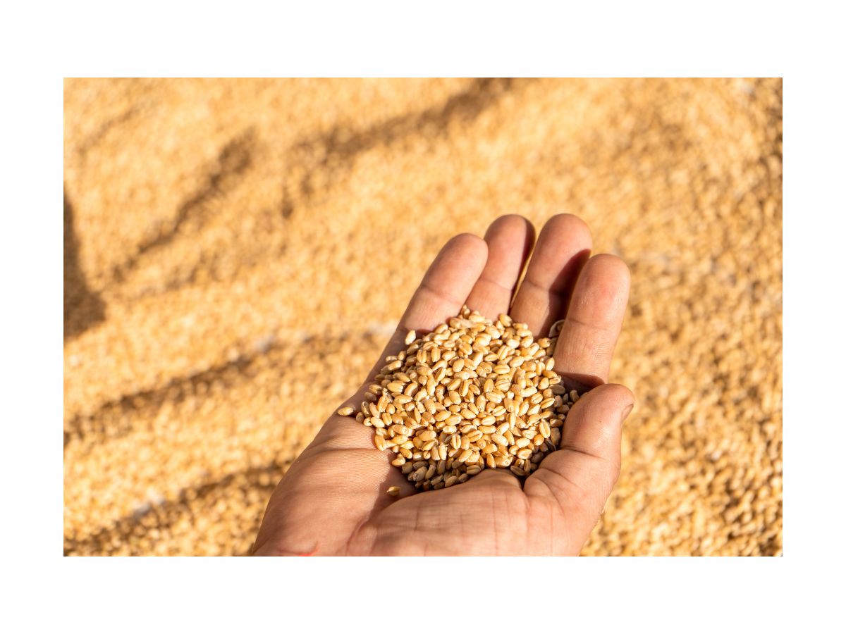 Ile płacono za krajowe zboża i rzepak w I dekadzie maja ?