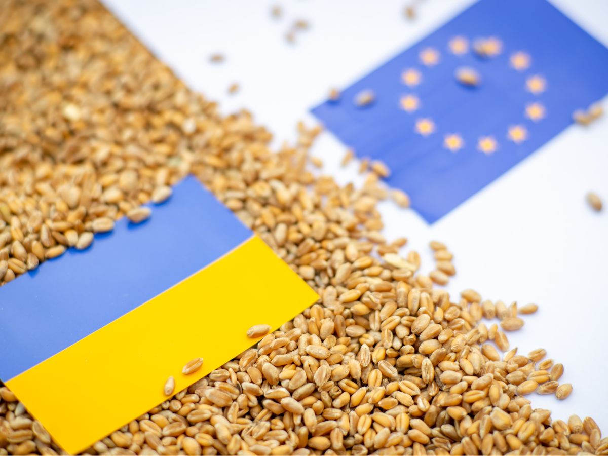 Zboża z Ukrainy – w VIII wzrósł przewóz przez granicę z UE