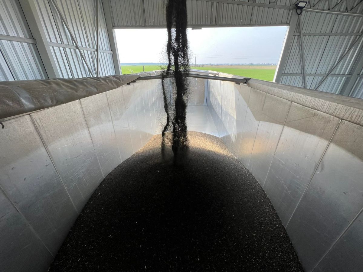 Zbiory rzepaku w Polsce przekroczyły 3,6 mln ton – KE