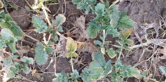 Wiosenna regulacja rzepaku i ochrona fungicydowa