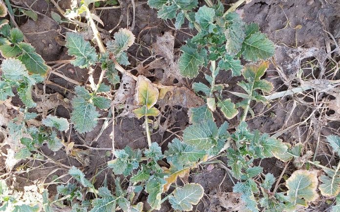 Wiosenna regulacja rzepaku i ochrona fungicydowa