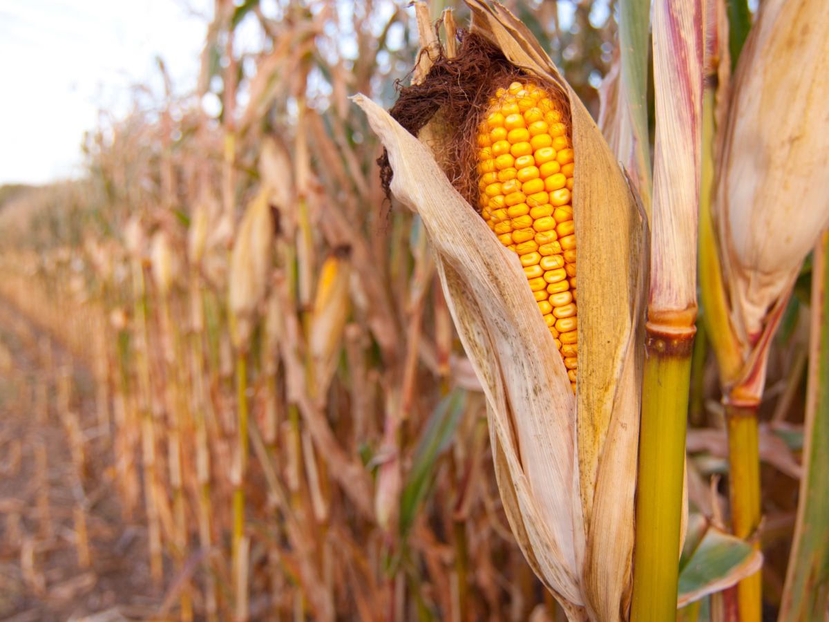 W USA benzyna E-15 sprzedawana będzie również latem, co będzie korzystne dla konsumentów i rolników