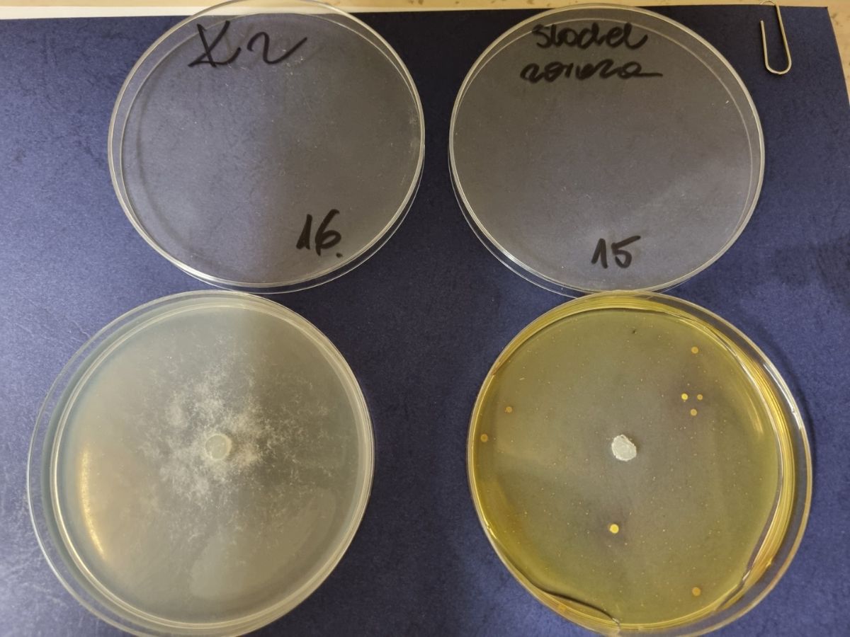 Nanosrebro w ochronie roślin. Czy nanotechnologia wkracza na pola?